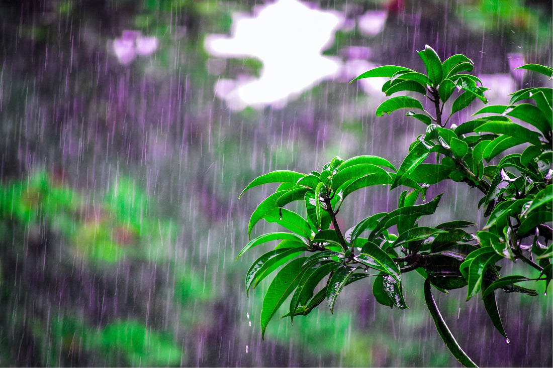 【梅雨対策】カビ・ダニが多く発生する梅雨時期、人体への影響とは。いますぐ出来る対策もご紹介。